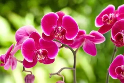 Orchidée Phalaenopsis 50cm avec cache pot céramique Ø 12 cm