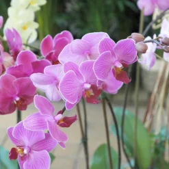 Orchidée Phalaenopsis multiflora 2 br. Pot 12 cm