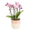 Orchidée Phalaenopsis (Phalaenopsis Boquetto) + cache-pot céramique Ø 12 cm