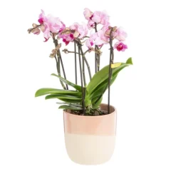 Orchidée Phalaenopsis (Phalaenopsis Boquetto) + cache-pot céramique Ø 12 cm