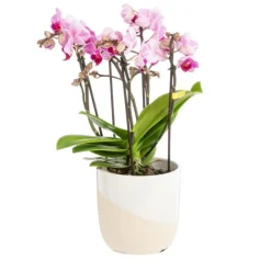 Orchidée Phalaenopsis (Phalaenopsis Boquetto) + cache-pot céramique Ø 12 cm
