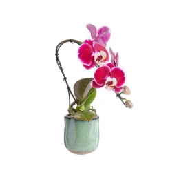 Orchidée Phalaenopsis Swan, ou orchidée papillon, et son cache pot en céramique. Ø 8 x 30 cm