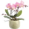 Orchidée Phalaenopsis Tablo à 2 branches avec cache-pot en céramique. Le cache-pot Ø 12 cm