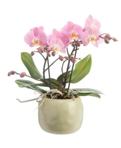 Orchidée Phalaenopsis Tablo à 2 branches avec cache-pot en céramique. Le cache-pot Ø 12 cm