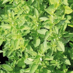 Origan Bio. Le pot de 1 litre