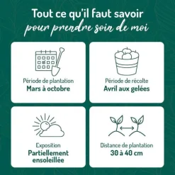 Origan Bio. Le pot de 1 litre