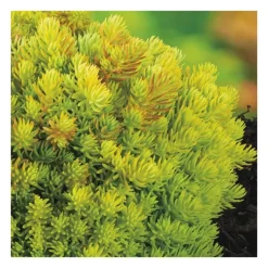 Orpin 'Lemon Ball' - Le pot de 3 litres