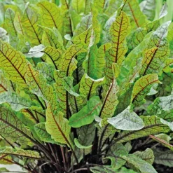 Oseille Sanguine 'Red Stripe' Bio. Le pot de 1 litre