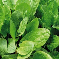 Oseille Verte 'Large De Belleville' Bio. Le pot de 1 litre