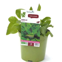 Oseille Verte 'Large De Belleville' Bio. Le pot de 1 litre