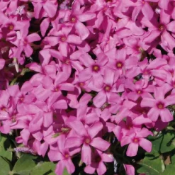 Oxalis trèfle à 4 feuilles - Le pot de 9 x 9 cm