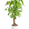 Pachira aquatica tressé vert en pot blanc émaillé botanic®. Le pot Ø 24 cm