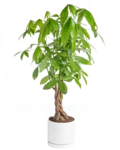 Pachira aquatica tressé vert en pot blanc émaillé botanic®. Le pot Ø 24 cm