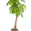 Pachira aquatica vert en pot blanc émaillé botanic®. Le pot Ø 30 cm