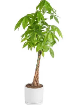 Pachira aquatica vert en pot blanc émaillé botanic®. Le pot Ø 30 cm