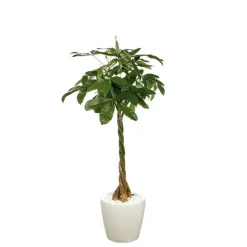 Pachira et son pot Classico premium Ø 35 blanc