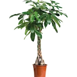 PACHIRA.Le pot de diametre 21cm