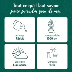 Pachycereus pringlei en pot terre cuite H 10 x Ø 20 cm