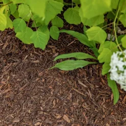 Paillis d'aiguilles de pin maritime - 60 L