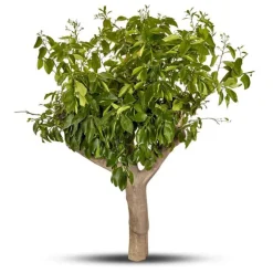 Pamplemoussier. Le pot de 80 litres