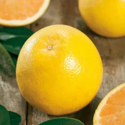 Pamplemoussier Rose Bio. Le pot de 3 litres