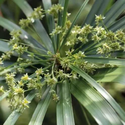 Papyrus à feuilles alternées godet 9x9 cm