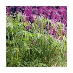 Papyrus (CYPERUS PAPYRUS) Le pot de 3 litres