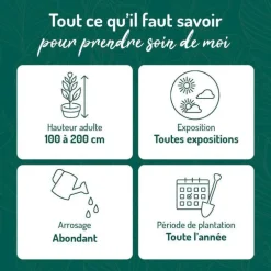 Papyrus (CYPERUS PAPYRUS) Le pot de 3 litres