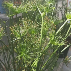 Papyrus nain - Le pot de 3,9 litres