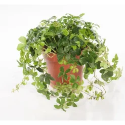 Parthenocissus striata en pot Ø 12 cm