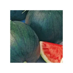 Pasteque Sugar Baby Bio. La barquette de 3 plants