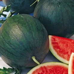 Pasteque Sugar Baby Bio. Le pot de 10,5 cm