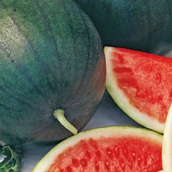 Pasteque Sugar Baby Bio. Le pot de 10,5 cm