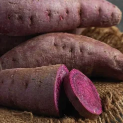 Patate Douce Sakura. Le pot de 10,5 cm