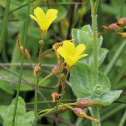 Pavot aquatique godet 9x9 cm