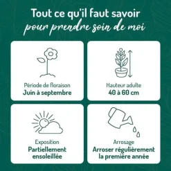 Pavot D'Islande Varie - Le pot de 9 x 9 cm