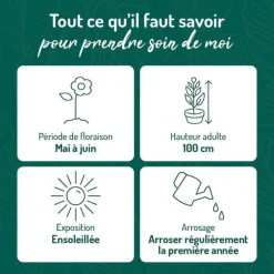 Pavot D'Orient rouge - Le pot de 9 x 9 cm