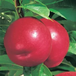 Pêcher Nectared 6 Bio. Le pot de 12 litres