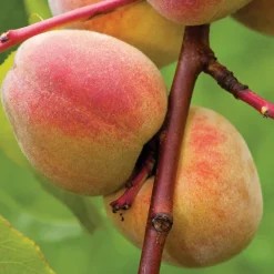 Pêcher Pêche De Vigne Bio. Le pot de 12 litres