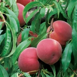 Pêcher Reine Des Vergers Bio. Le pot de 12 litres