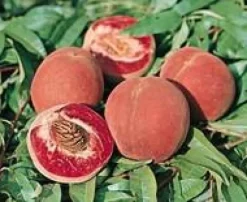 Pecher De Vigne. En racine nue, forme gobelet