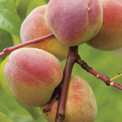 Pecher De Vigne. Le pot de 12 litres, forme gobelet