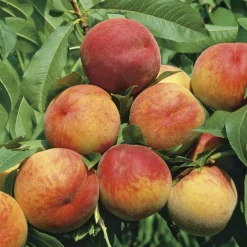 Pecher Dixired. Le pot de 15 litres, forme 1/2 tige