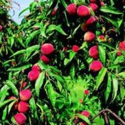 Pecher Grosse Mignonne. En racine nue, forme gobelet