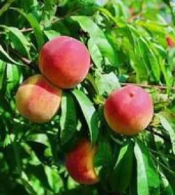 Pecher Grosse Mignonne. Le pot de 12 litres, forme gobelet