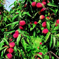 Pecher Grosse Mignonne. Le pot de 7,5 litres