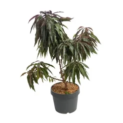 Pecher Nain Bonanza. Le pot de 10 litres en forme 1/4 tige