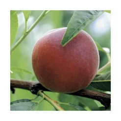 Pecher Redwing. Le pot de 12 litres, forme gobelet