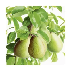 Pecher Redwing. Le pot de 15 litres, forme 1/2 tige