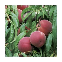 Pecher Reine Des Vergers. Le pot de 12 litres, forme gobelet